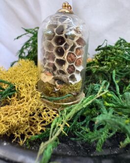 Insect Taxidermy | Real Wasp Pendant Necklace or Witchy Home Decor | Insect Art