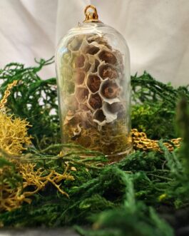 Insect Taxidermy | Real Wasp Pendant Necklace or Witchy Home Decor | Insect Art